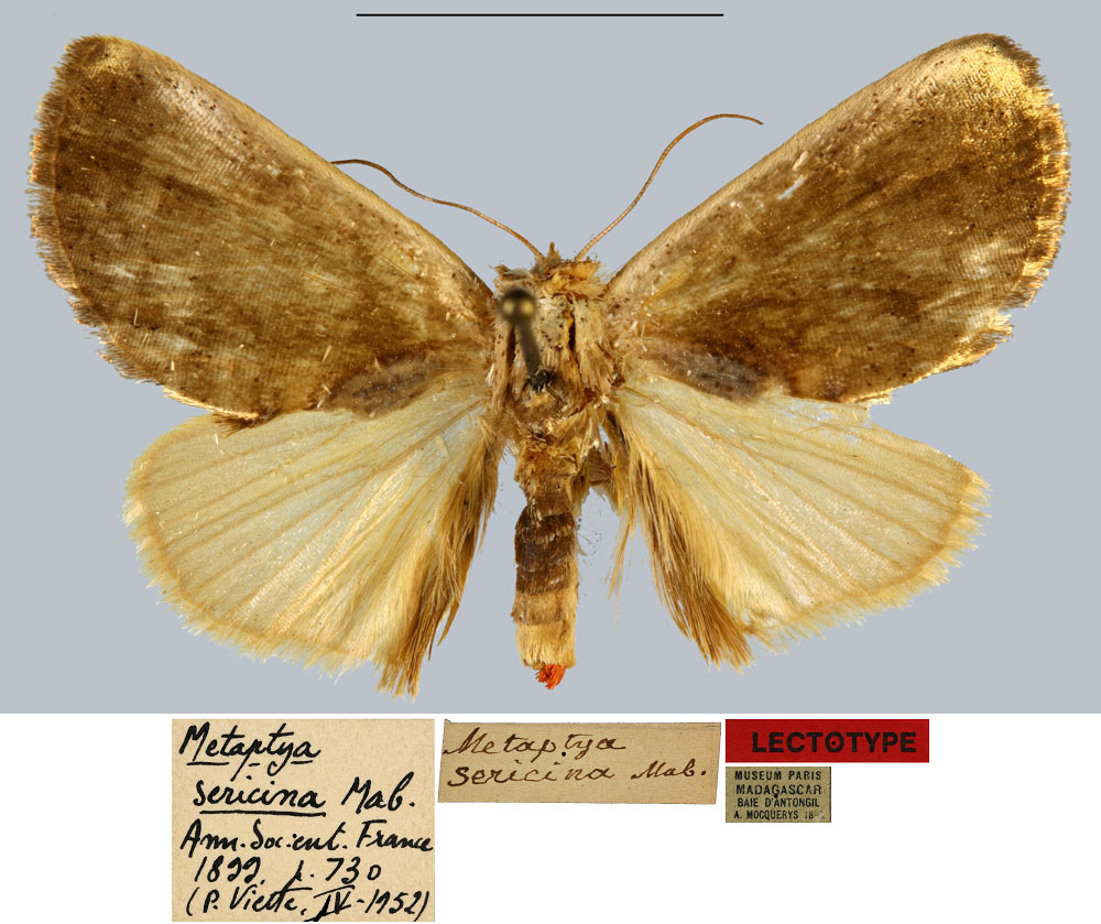 /filer/webapps/moths/media/images/S/sericina_Metaptya_LT_MNHN.jpg