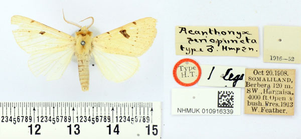 /filer/webapps/moths/media/images/S/seriopuncta_Acanthonyx_HT_BMNH.jpg