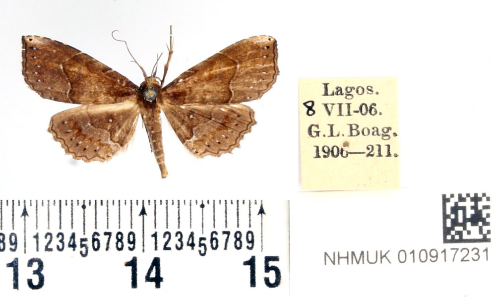 /filer/webapps/moths/media/images/S/seriopuncta_Pangrapta_AM_BMNH.jpg