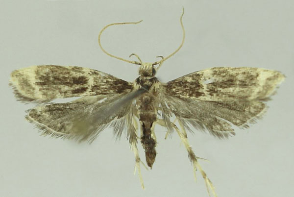 /filer/webapps/moths/media/images/S/serona_Dragmatucha_HT_SDEI.jpg