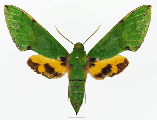 /filer/webapps/moths/media/images/S/serrai_Euchloron_AF_Basquina.jpg