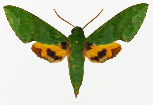 /filer/webapps/moths/media/images/S/serrai_Euchloron_AM_Basquina.jpg