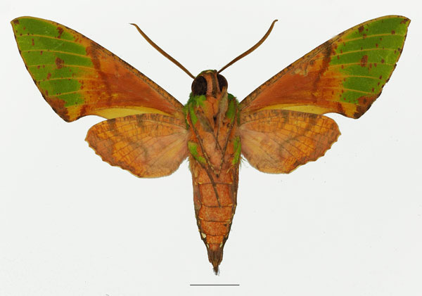 /filer/webapps/moths/media/images/S/serrai_Euchloron_AM_Basquinb.jpg