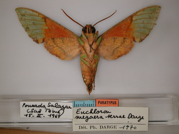 /filer/webapps/moths/media/images/S/serrai_Euchloron_PT_RMCA_02.jpg