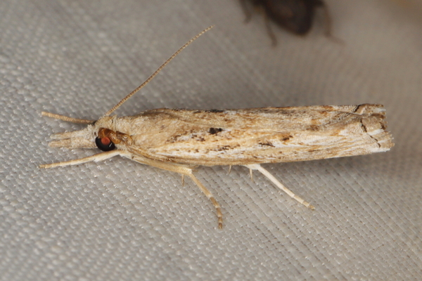 /filer/webapps/moths/media/images/S/serranella_Culladia_A_Heyns_02.JPG