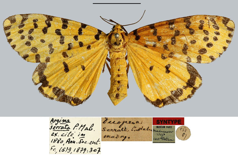 /filer/webapps/moths/media/images/S/serrata_Deiopeia_STF_MNHN.jpg