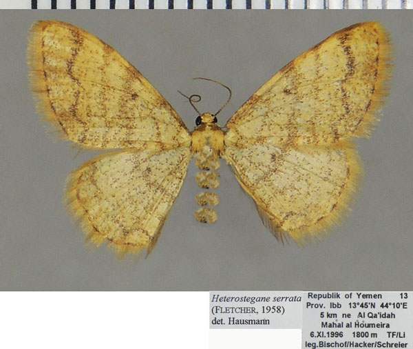 /filer/webapps/moths/media/images/S/serrata_Heterostegane_AF_ZSM.jpg