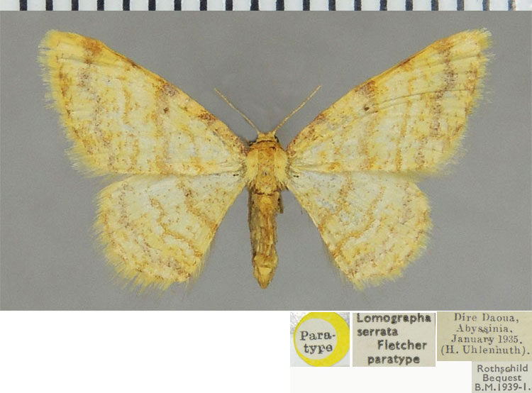 /filer/webapps/moths/media/images/S/serrata_Lomographa_PTF_ZSMa.jpg