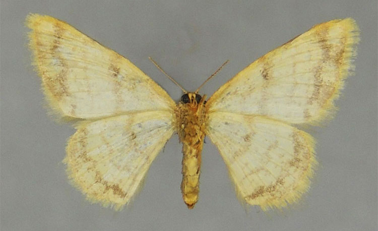 /filer/webapps/moths/media/images/S/serrata_Lomographa_PTF_ZSMb.jpg