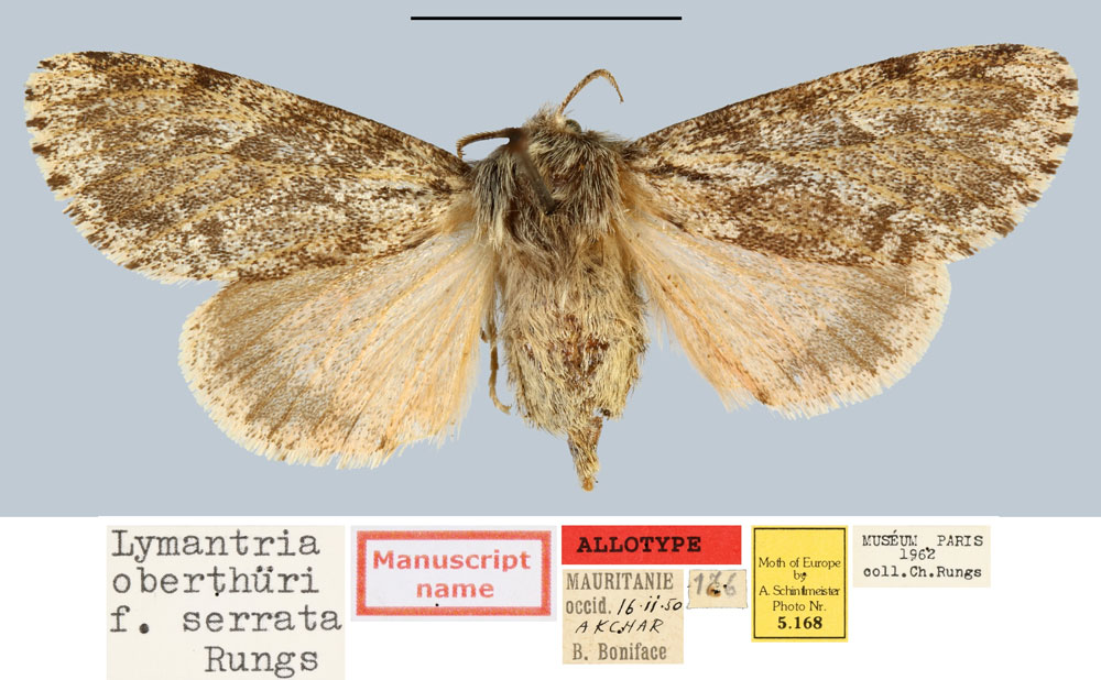 /filer/webapps/moths/media/images/S/serrata_Lymantria_AT_MNHN.jpg