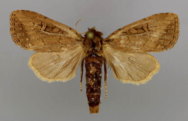 /filer/webapps/moths/media/images/S/serrata_Poeonoma_A_RMCA_01.jpg