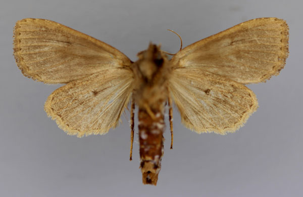 /filer/webapps/moths/media/images/S/serrata_Poeonoma_A_RMCA_02.jpg