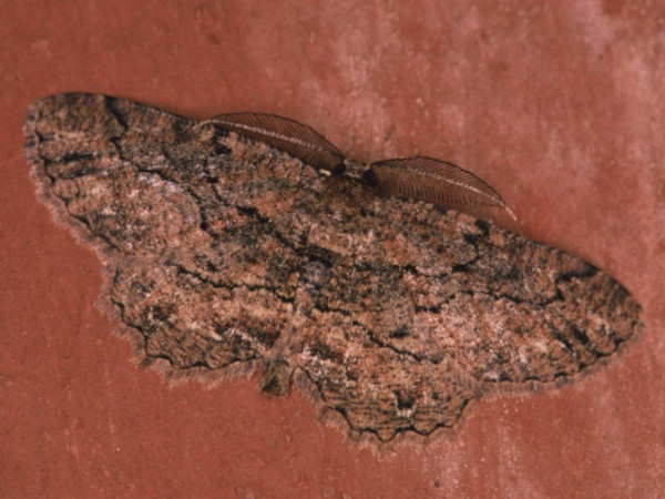 /filer/webapps/moths/media/images/S/serrataria_Menophra_A_Roland.jpg
