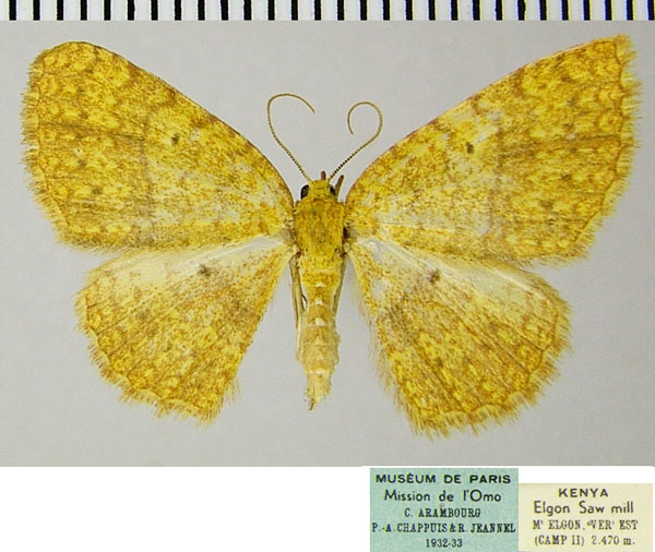 /filer/webapps/moths/media/images/S/serraticornis_Asthenotricha_AF_ZSM.jpg