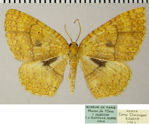 /filer/webapps/moths/media/images/S/serraticornis_Asthenotricha_AM_ZSMa.jpg