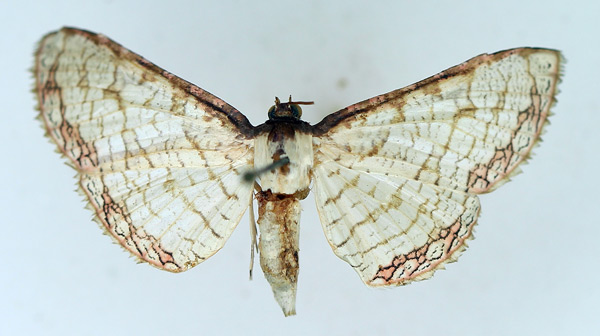 /filer/webapps/moths/media/images/S/serraticornis_Rhodoneura_AF_TMSA.jpg