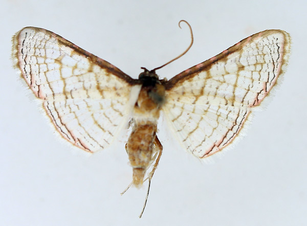 /filer/webapps/moths/media/images/S/serraticornis_Rhodoneura_AM_TMSA.jpg
