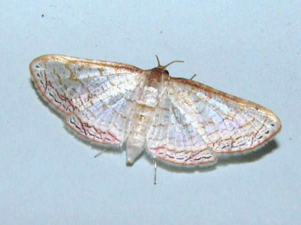 /filer/webapps/moths/media/images/S/serraticornis_Rhodoneura_A_Goff.jpg