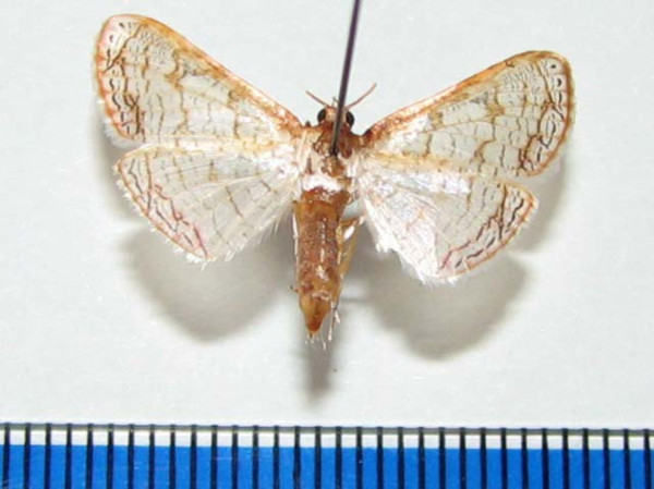 /filer/webapps/moths/media/images/S/serraticornis_Rhodoneura_A_Goffa_01.jpg