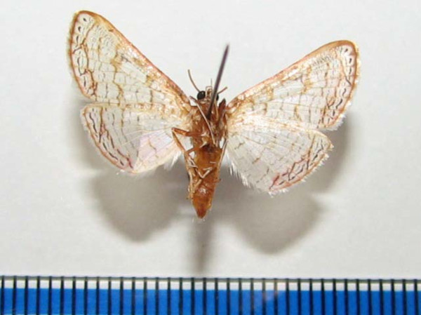 /filer/webapps/moths/media/images/S/serraticornis_Rhodoneura_A_Goffb_01.jpg