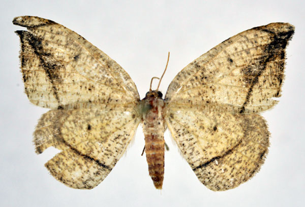 /filer/webapps/moths/media/images/S/serratignathos_Milocera_AF_NHMO.jpg