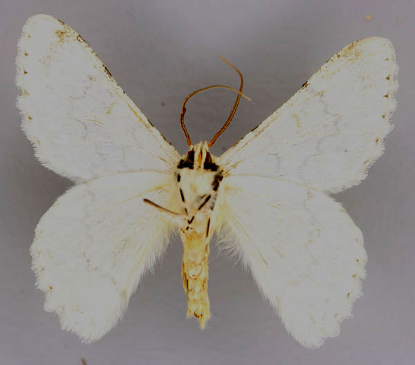 /filer/webapps/moths/media/images/S/serrativalvis_Pingasa_HT_ZSMb.jpg