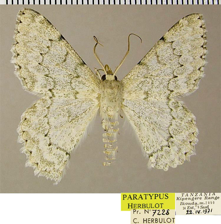 /filer/webapps/moths/media/images/S/serrativalvis_Pingasa_PTM_ZSM.jpg