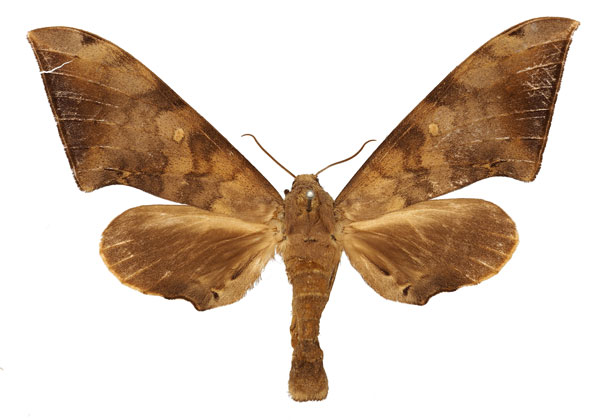 /filer/webapps/moths/media/images/S/serrator_Neopolyptychus_AF_Basquin.jpg