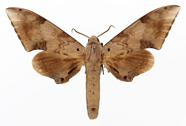 /filer/webapps/moths/media/images/S/serrator_Neopolyptychus_AM_Basquin_01a.jpg