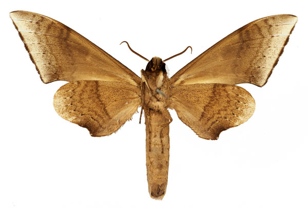 /filer/webapps/moths/media/images/S/serrator_Neopolyptychus_AM_Basquin_01b.jpg