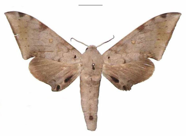 /filer/webapps/moths/media/images/S/serrator_Neopolyptychus_AM_EMEM.jpg