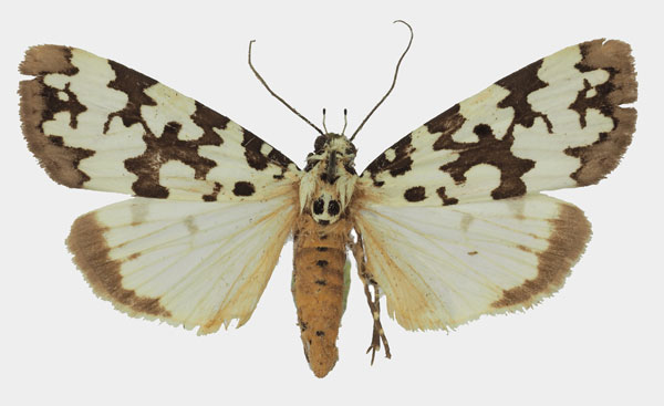 /filer/webapps/moths/media/images/S/serratula_Digama_AF_Basquina.jpg