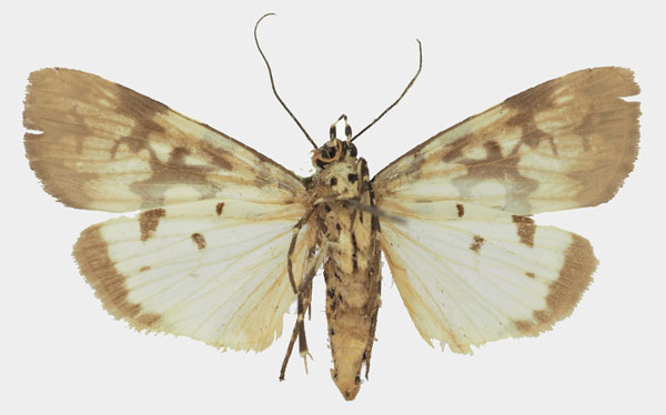 /filer/webapps/moths/media/images/S/serratula_Digama_AF_Basquinb.jpg