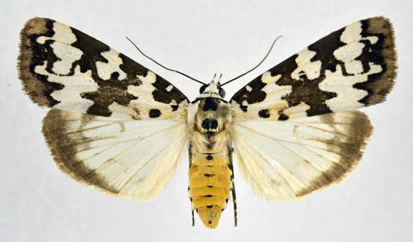 /filer/webapps/moths/media/images/S/serratula_Digama_AF_NHMO.jpg