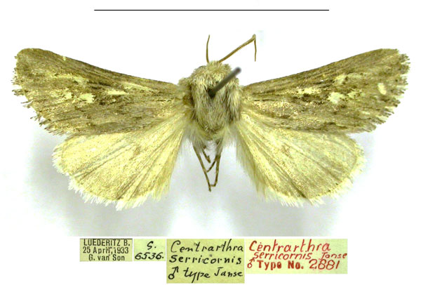 /filer/webapps/moths/media/images/S/serricornis_Centrartha_HT_TMSA.jpg