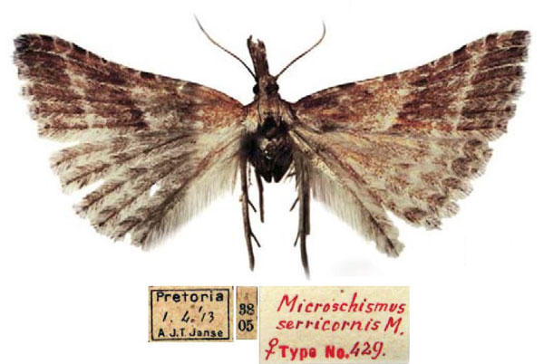/filer/webapps/moths/media/images/S/serricornis_Microschismus_STF_TMSA.jpg
