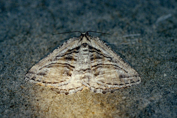 /filer/webapps/moths/media/images/S/serrimargo_Hypotephrina_A_Roland_01.jpg