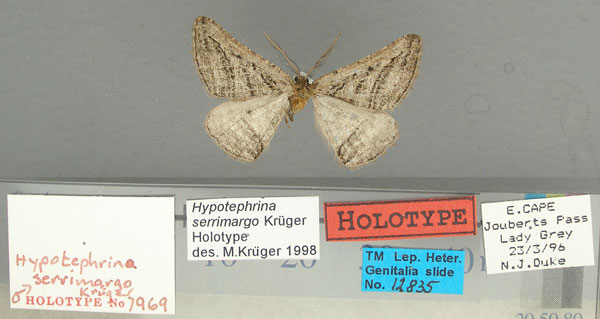 /filer/webapps/moths/media/images/S/serrimargo_Hypotephrina_HT_TMSA.jpg
