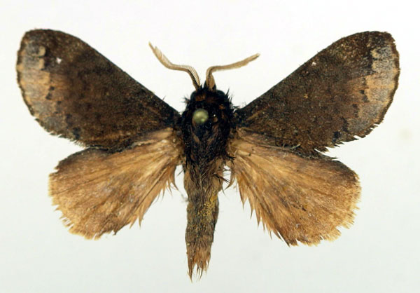 /filer/webapps/moths/media/images/S/serta_Sunnepha_AM_Basquin_01.jpg