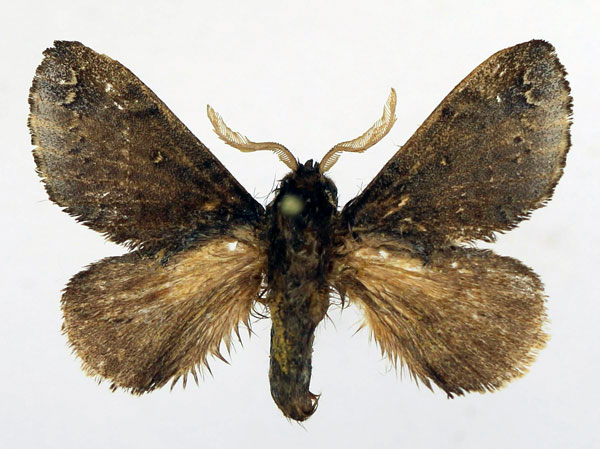 /filer/webapps/moths/media/images/S/serta_Sunnepha_AM_Basquin_02.jpg