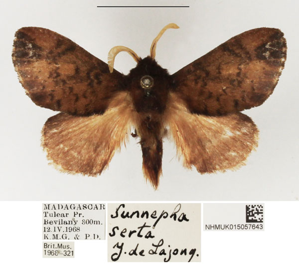 /filer/webapps/moths/media/images/S/serta_Sunnepha_AM_NHMUK.jpg