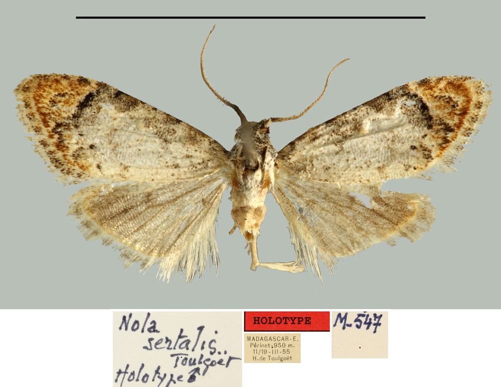 /filer/webapps/moths/media/images/S/sertalis_Nola_HT_MNHN.jpg