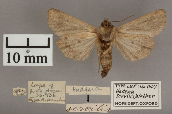 /filer/webapps/moths/media/images/S/servilis_Hadena_HT_OUMNH_02.jpg