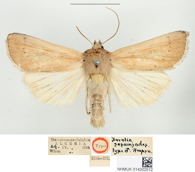 /filer/webapps/moths/media/images/S/sesamiodes_Borolia_STM_BMNH_01.jpg