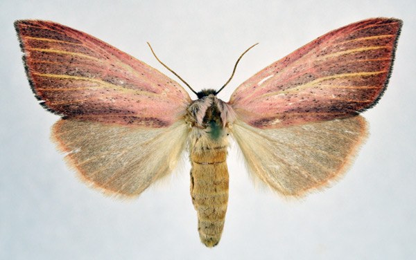 /filer/webapps/moths/media/images/S/sesamiodes_Notoxantha_AF_NHMO.jpg