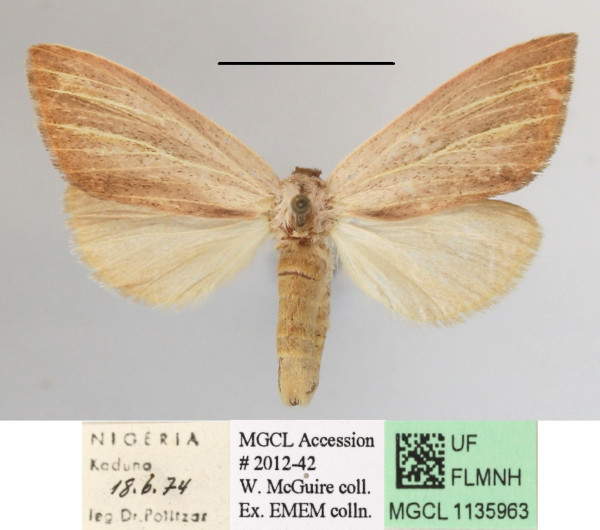 /filer/webapps/moths/media/images/S/sesamiodes_Notoxantha_A_MGCLa_01.JPG