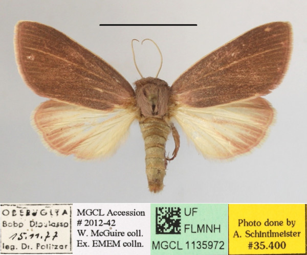 /filer/webapps/moths/media/images/S/sesamiodes_Notoxantha_A_MGCLa_02.JPG