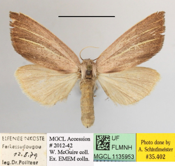 /filer/webapps/moths/media/images/S/sesamiodes_Notoxantha_A_MGCLa_03.JPG