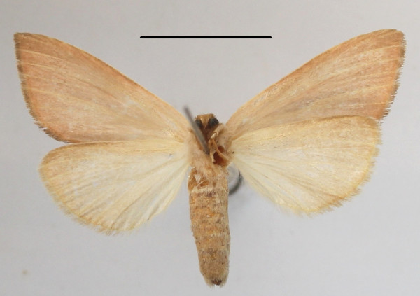 /filer/webapps/moths/media/images/S/sesamiodes_Notoxantha_A_MGCLb_01.JPG