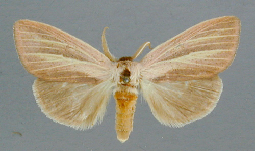 /filer/webapps/moths/media/images/S/sesamiodes_Notoxantha_A_RMCA_01.jpg